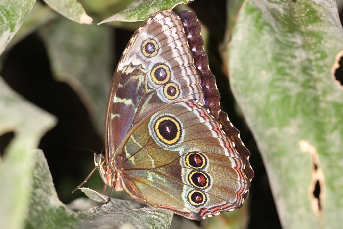 Sortie 1er aout - Papillorama - 057